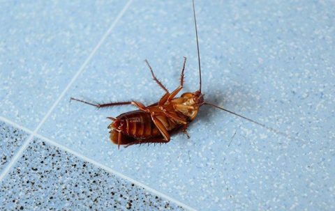 Blog - Everything You Need To Know About Cockroaches In Maryland