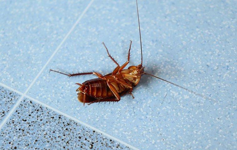 cockroaches on the kitchen floor in maryland