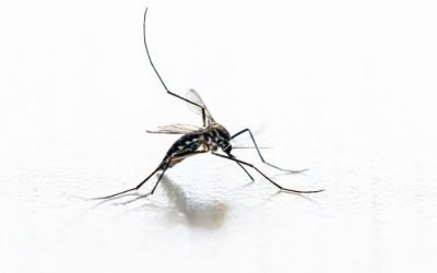What Attracts Mosquitoes In Baltimore?