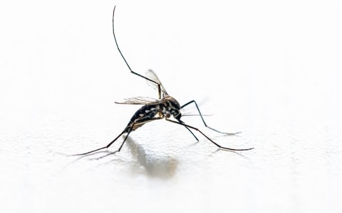 mosquito-landing-on-a-table