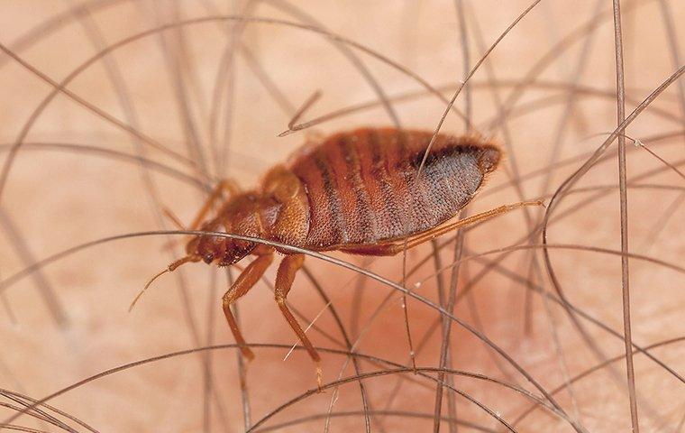 What Every Columbia Resident Should Know About Bed Bugs