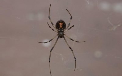 What Every Property Owner Ought To Know About The Spiders In Columbia