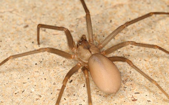 How to Tell If Spiders Around Your Baltimore Property Are Dangerous