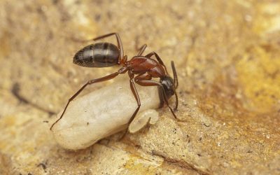3 Things Every Columbia, MD Resident Should Know About Carpenter Ants