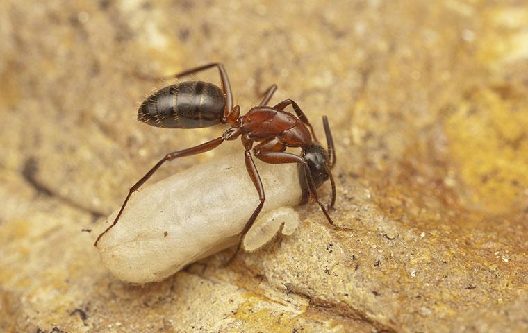3 Things Every Columbia, MD Resident Should Know About Carpenter Ants