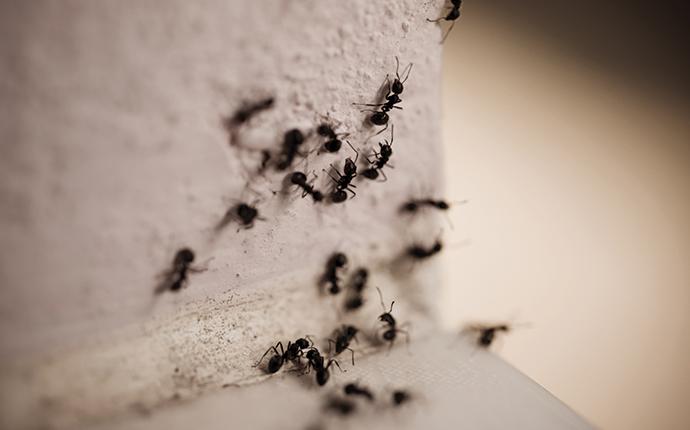 carpenter-ants-on-a-countertop-edge
