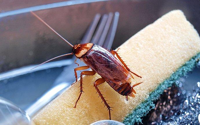 a cockroach crawling on a sponge in a residential kitchen sink inside a home in columbia maryland