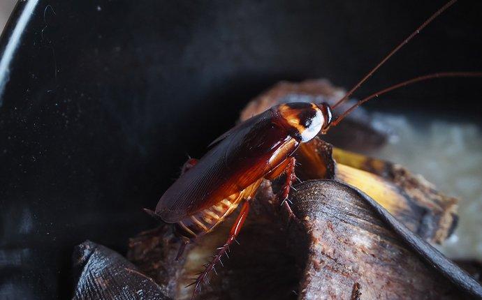 The Dangers Of Cockroaches In Your Baltimore Home