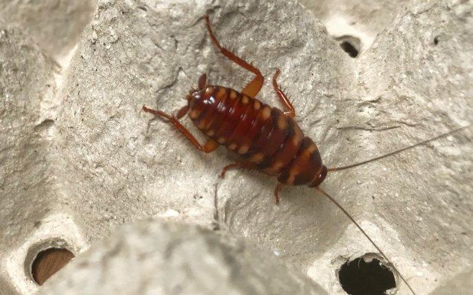 a cockroach crawling on a piece of cardboard