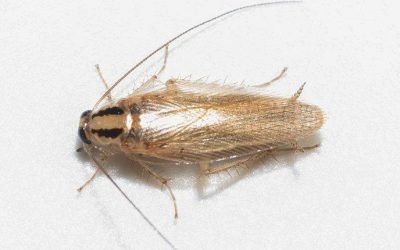 What Everyone In Baltimore Needs To Know About German Cockroaches