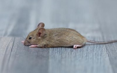 Baltimore’s Complete Rodent Prevention Guide
