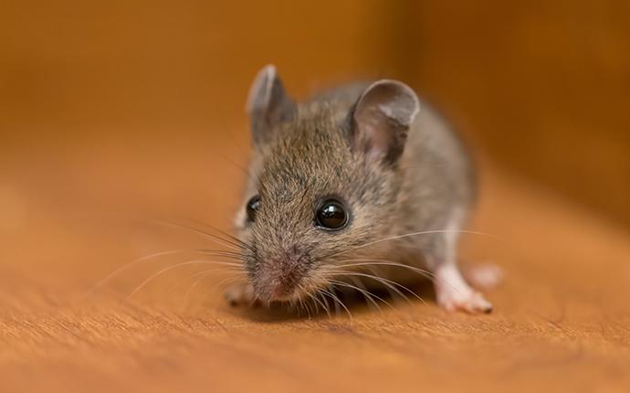How Dangerous Are Rodents In My Baltimore Home?
