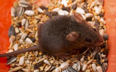 The Mild Mannered House Mouse Can Cause Big Problems For Your Columbia Home