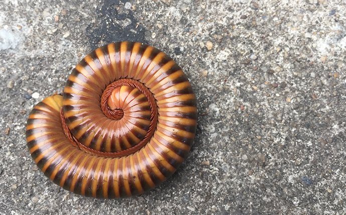 a millipede curled into a ball on the ground outside of a home