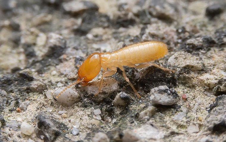 a termite crawling on the ground outside of a home