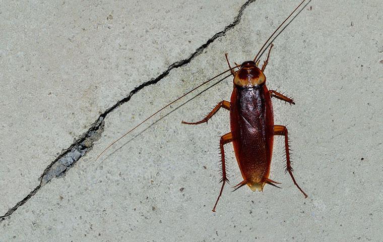 american cockroach on a concrete floor
