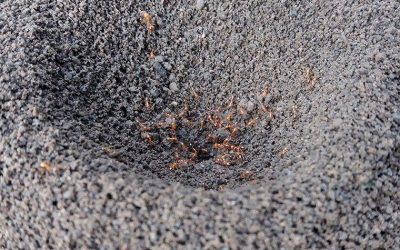 Are These Ants Around My Columbia Home Dangerous?