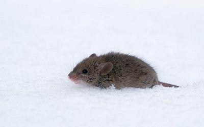5 Things You Can Do To Avoid Rodents In Columbia This Winter