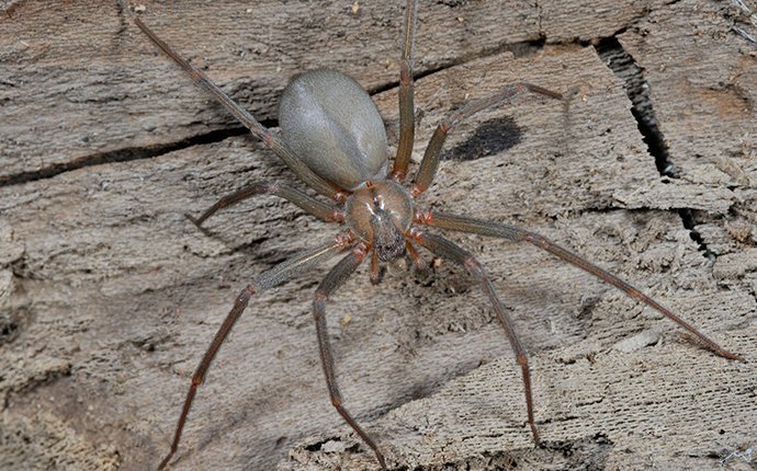 a brown recluse spider crawling on a tree trunk outside of a home
