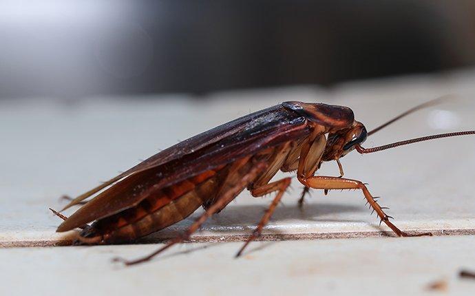 a cockroach crawling in a stevensville kitchen