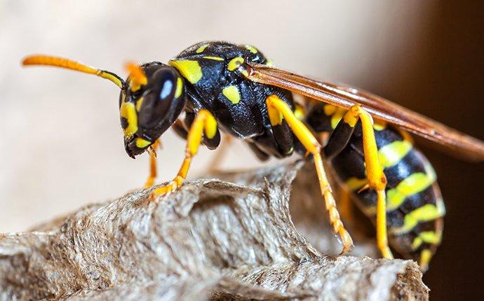 a wasp crawling on a tree outside of a home