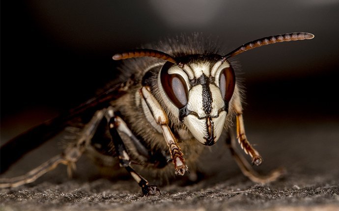 a bald faced hornet outside of a home
