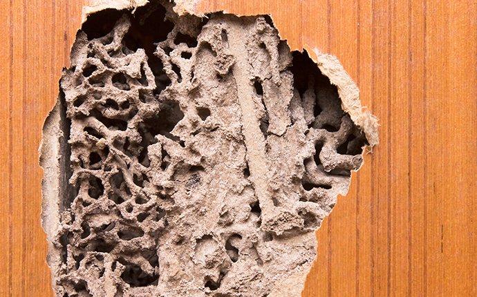 termite damage in a door in sykesville maryland