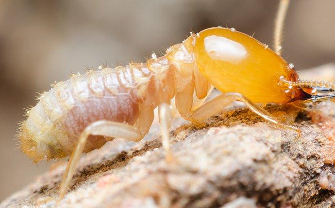 a termite crawling on a piece of structural wood
