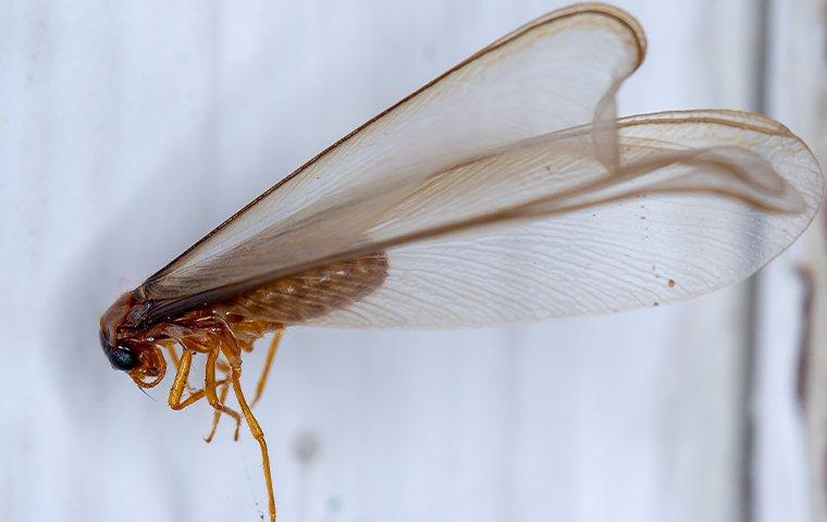 termite-swarmer-caught-on-web