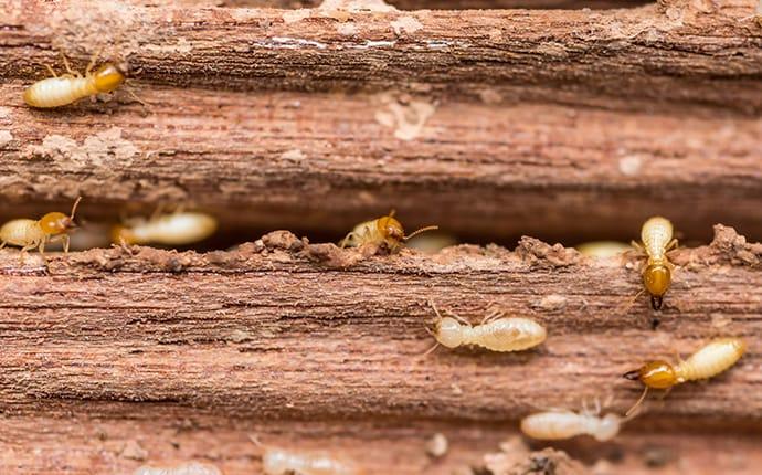 termites feasting on a wood plank