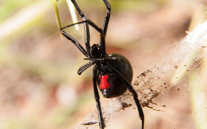 Baltimore’s Guide To Effective Black Widow Control