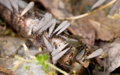 A Guide To Termite Swarmers For Baltimore Property Owners