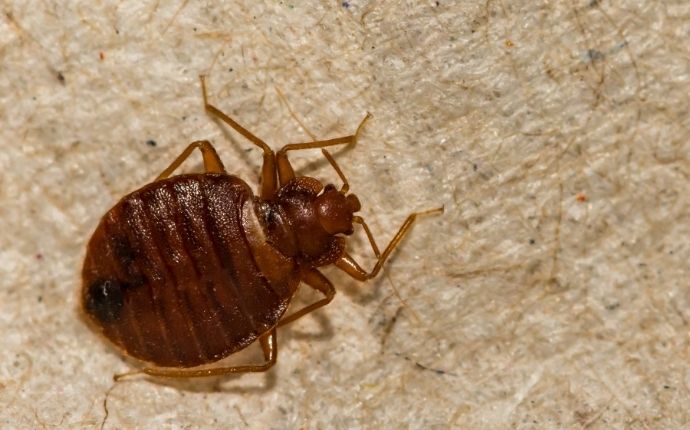 close up of a bed bug crawling along a bed