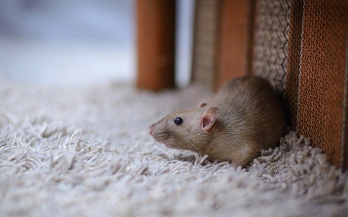 grey rat on carpet in Baltimore, MD home - Baltimore rodent control