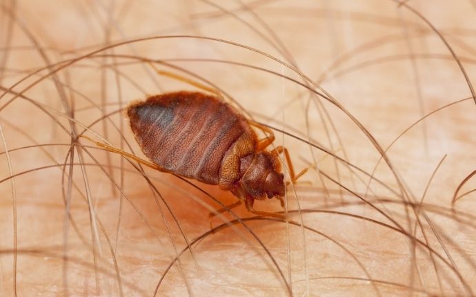 Phenom Pest Protection, Can Bed Bugs Bite Through Vinyl
