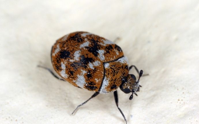 carpet beetle on white cloth