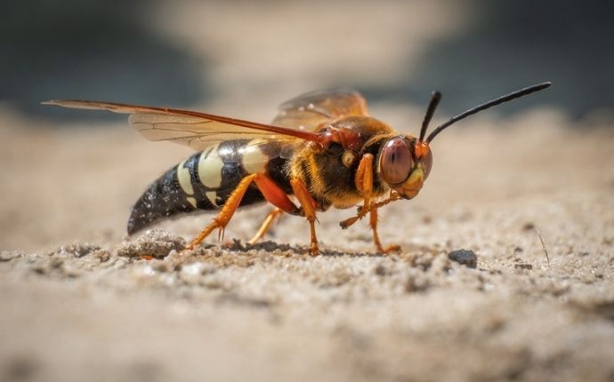 Cicada Killer Wasps: Are They a Danger to Baltimore Homeowners?