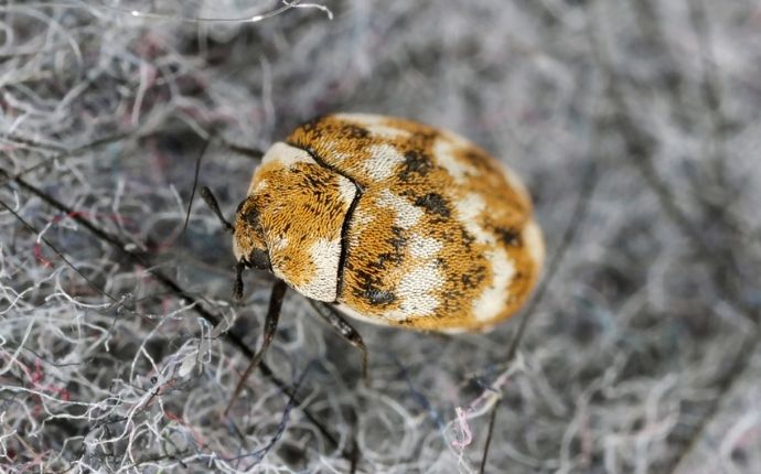 https://phenompest.com/wp-content/uploads/2021/06/close-up-of-a-carpet-beetle-on-fabric.jpg