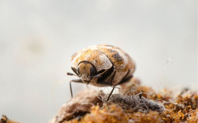 Do Carpet Beetles Bite? Here’s Everything You Need To Know
