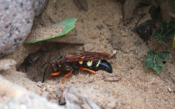 female cicada killer wasp burrowing on the ground