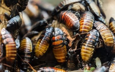 Common Household Bugs in Baltimore, MD