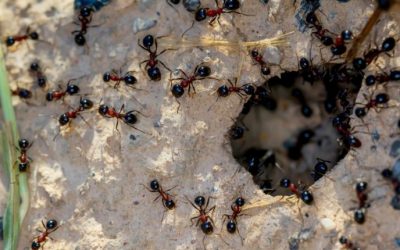 10 Tips to Keep Ants Out of Your Baltimore Home This Season