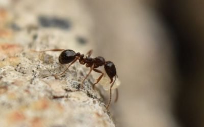 A Step-by-Step Guide to Ant Control for Baltimore Homeowners