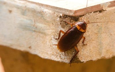 8 Signs That There Are Cockroaches in Your Baltimore Home