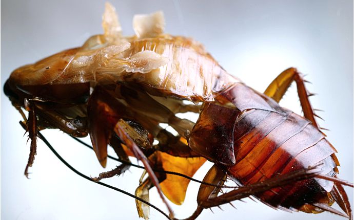 A macro shot of a cockroach shedding its skin