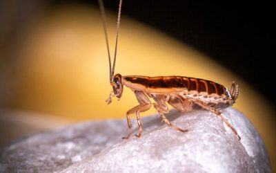 How To Control for German Cockroaches: A Guide for Baltimore Homeowners