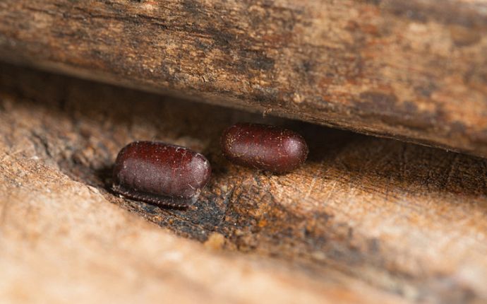 Two cockroach egg cases nestled by the edge of a wooden cabinet.