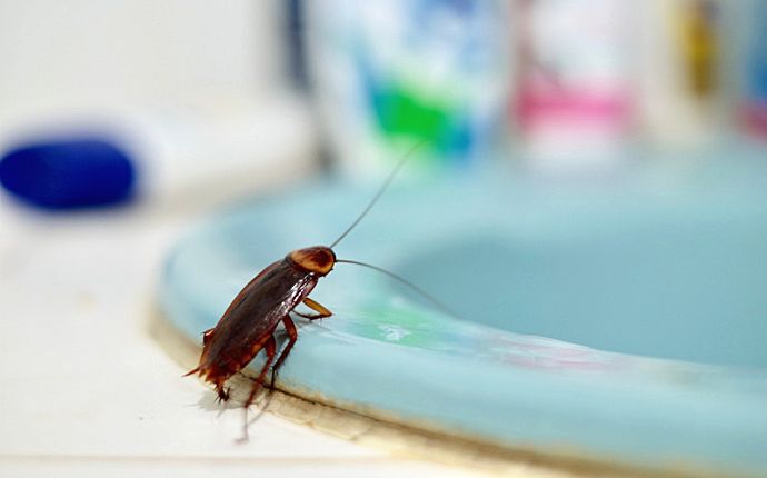 A cockroach perched on the ledge of a light blue sink.