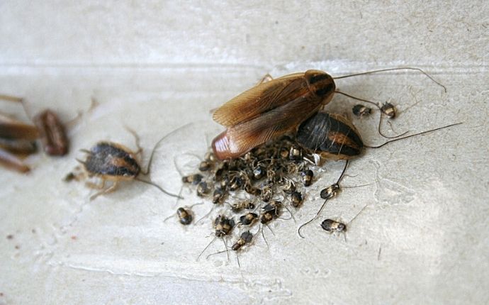 An adult cockroach next to an egg case with cockroach nymphs hatching from it.