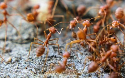 How To Control Baltimore Fire Ants: Identification, Prevention, and Treatment